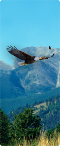 Soaring Eagle Im Free